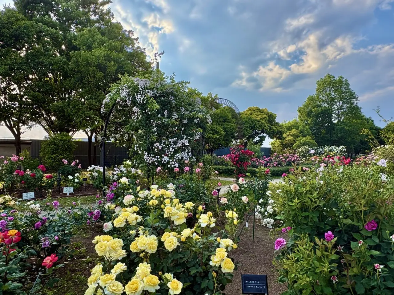 2026年5月16日玉村町北部公園バラ園2