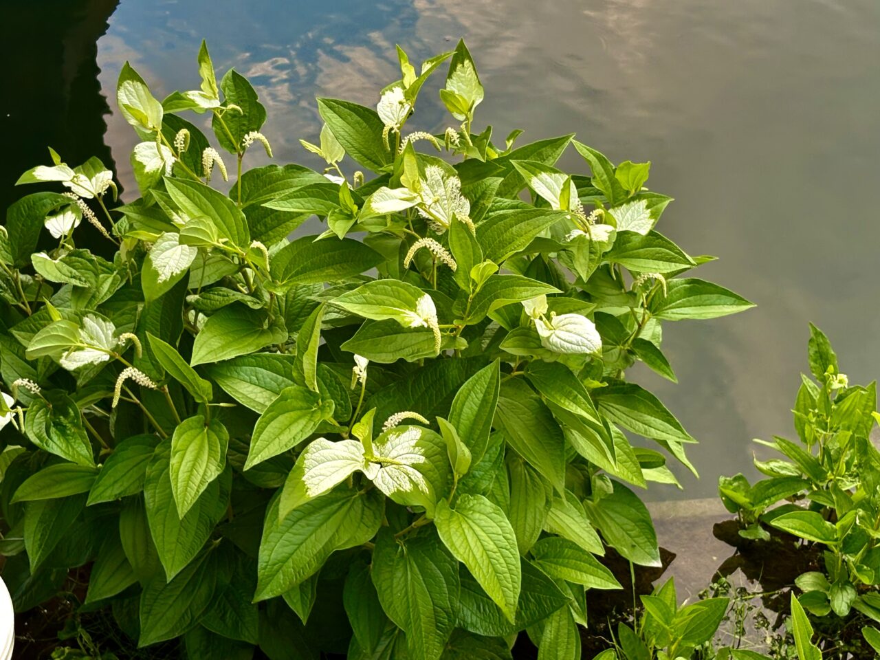 2026年6月14日水生植物園