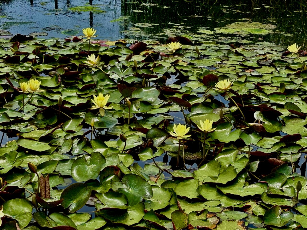 2026年6月14日水生植物園スイレン