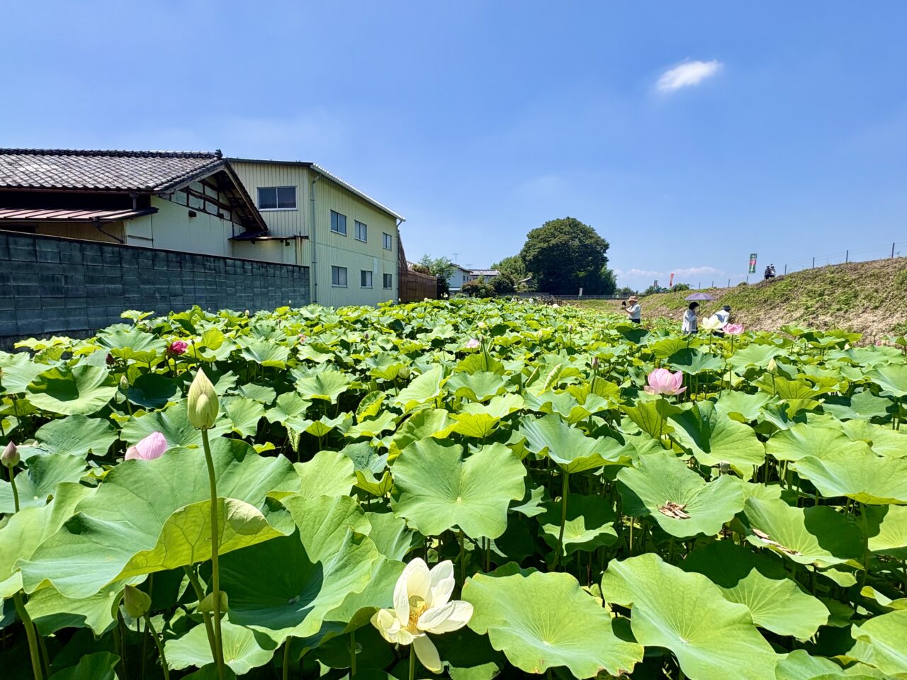 2026年7月9日天幕城址あかぼり蓮園の蓮の花