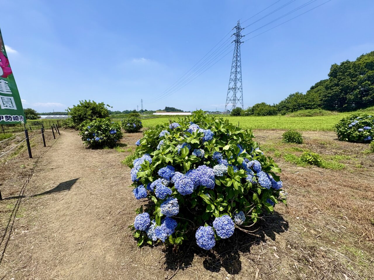 2026年7月9日天幕城址あかぼり蓮園紫陽花