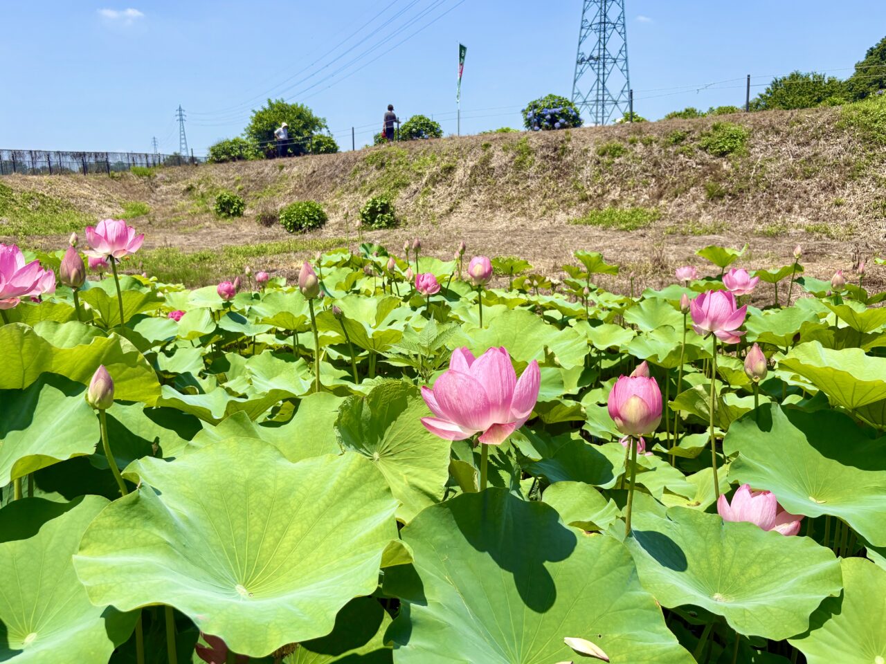 2026年7月9日天幕城址あかぼり蓮園開花