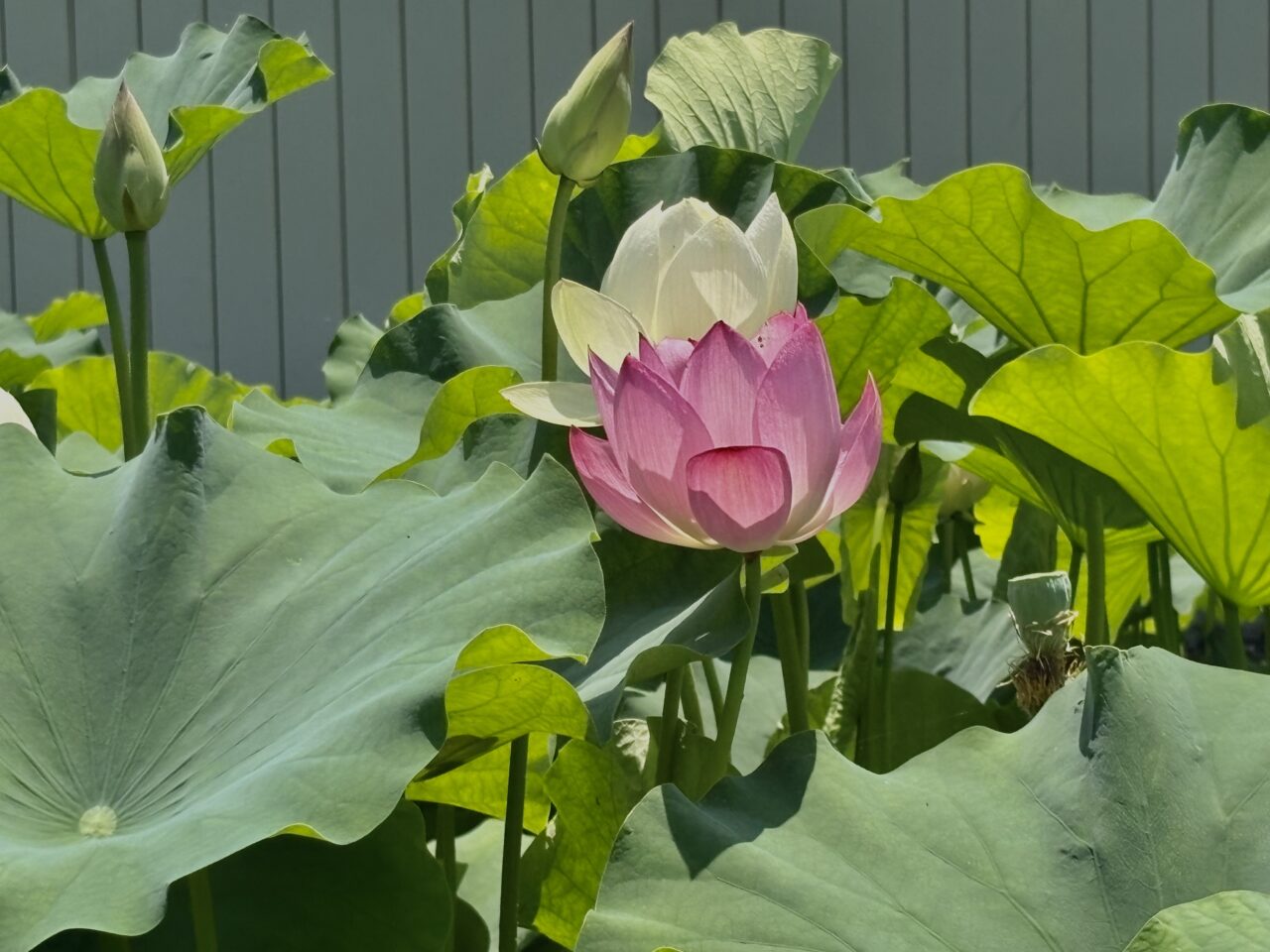 2026年7月9日天幕城址あかぼり蓮園花の色