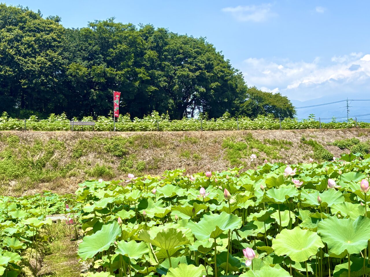 2026年7月9日天幕城址あかぼり蓮園高台の遊歩道