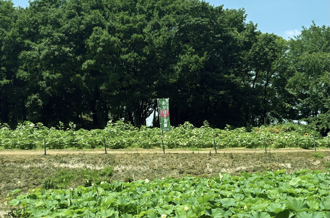 2026年7月26日7/9のあかぼり蓮園のひまわり
