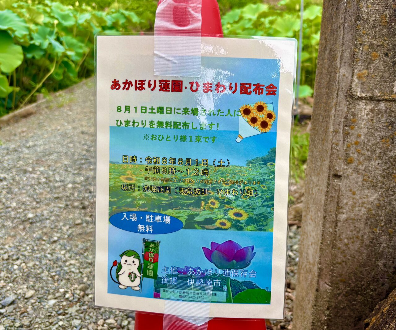 2026年7月26日あかぼり蓮園ひまわり配布会告知