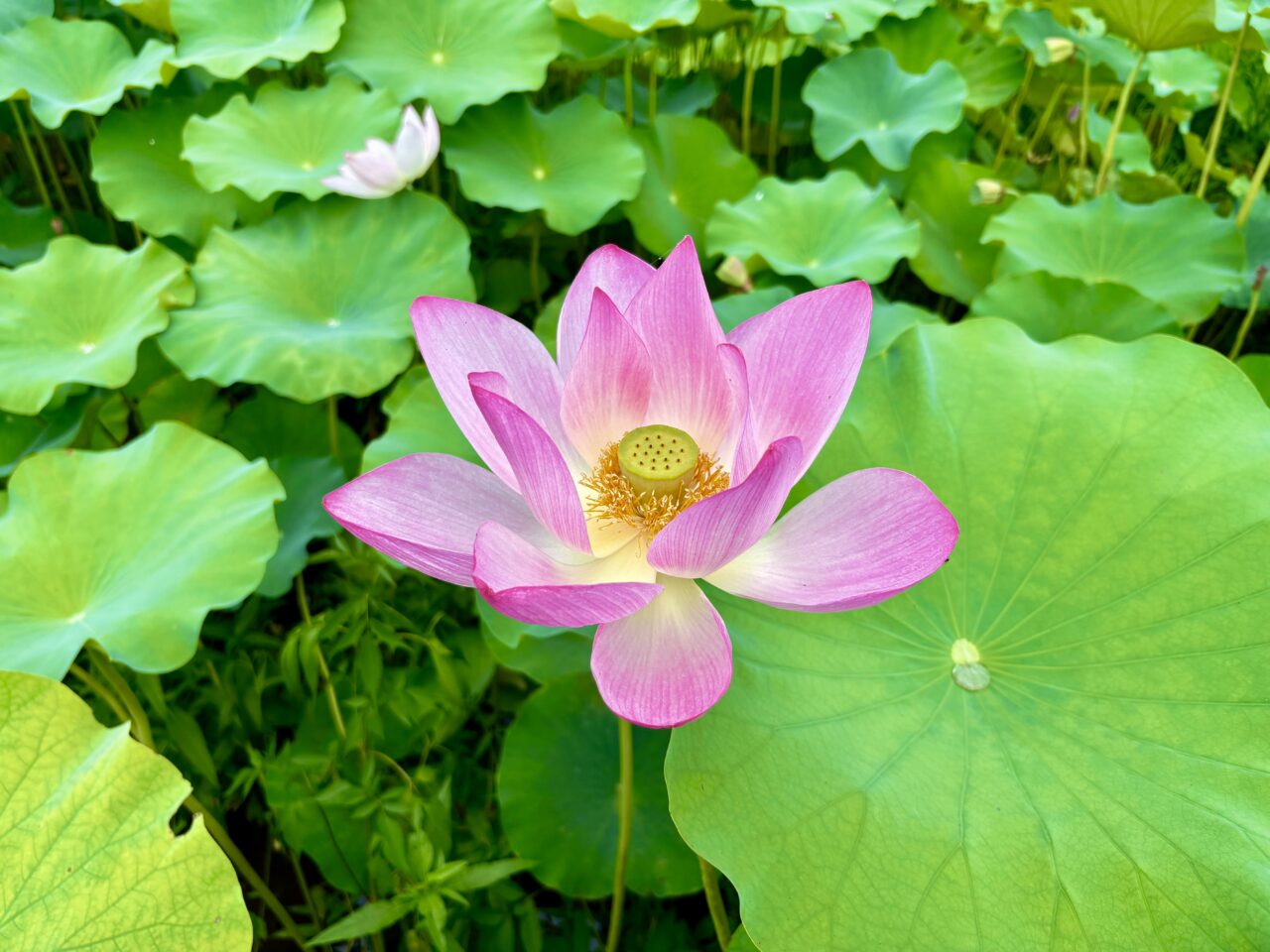 2026年7月26日あかぼり蓮園の蓮の花