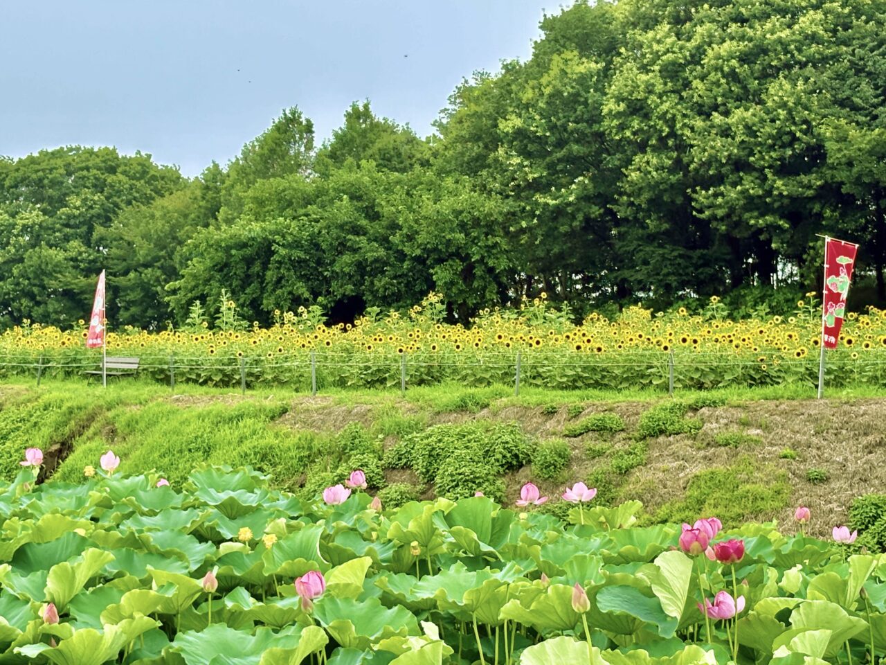 2026年7月26日あかぼり蓮園ひまわりと蓮の花