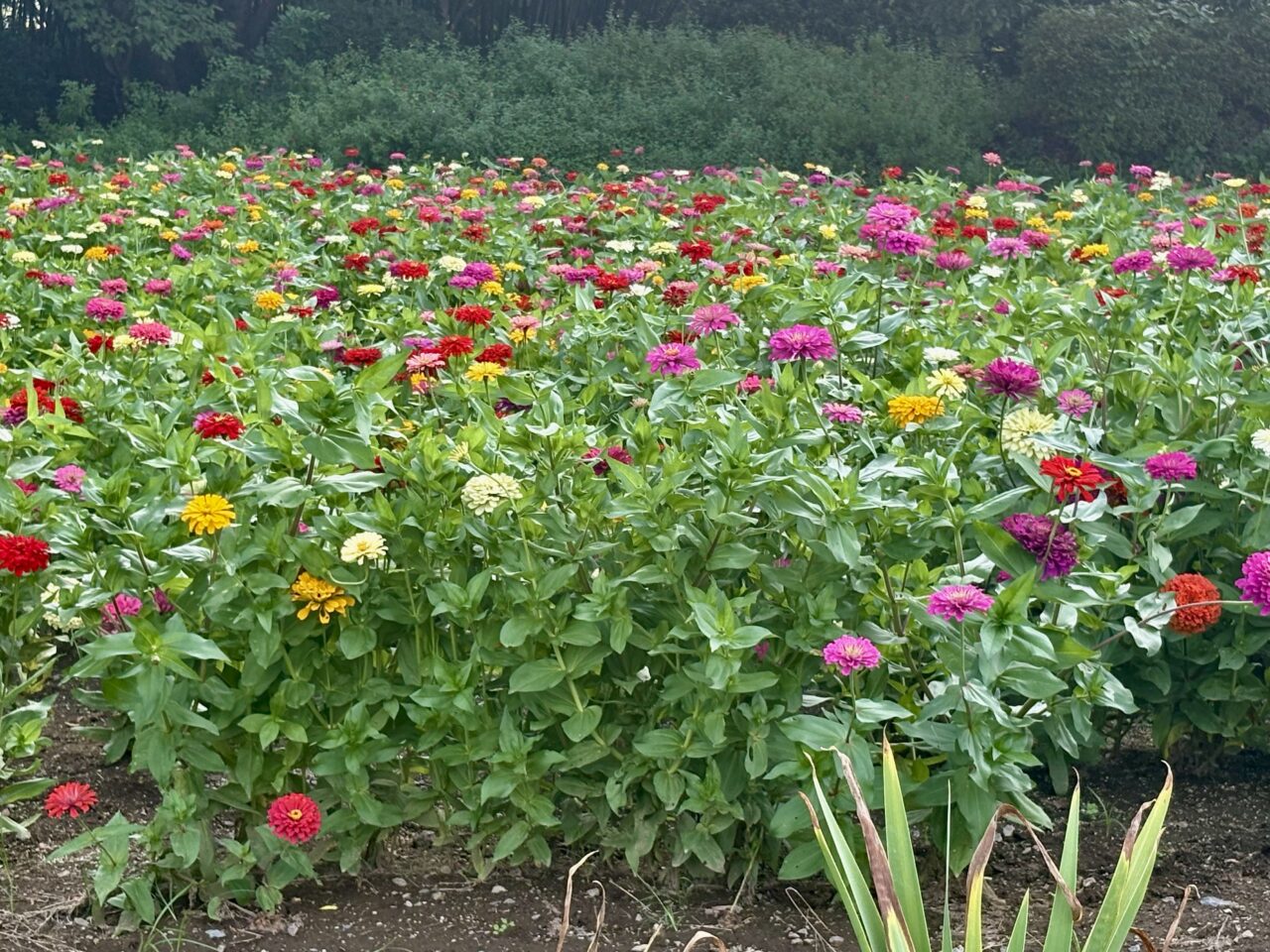 2026年9月5日境御嶽山自然の森公園ジニア1