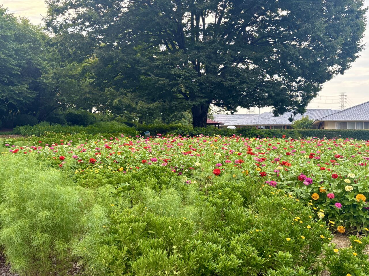 2026年9月5日境御嶽山自然の森公園ジニア4