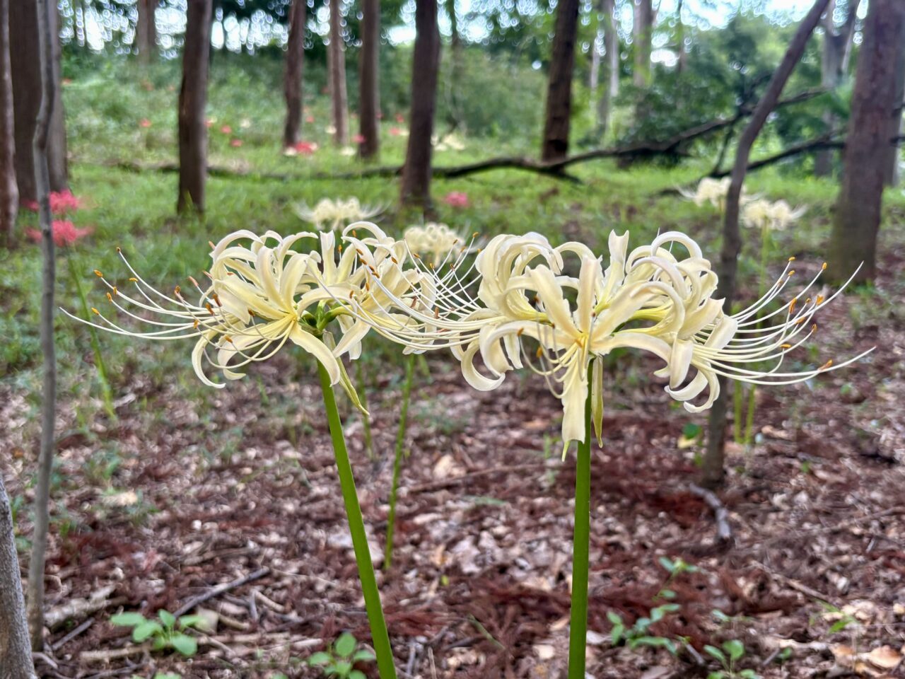 2026年9月21日境御嶽山自然の森公園白いヒガンバナ