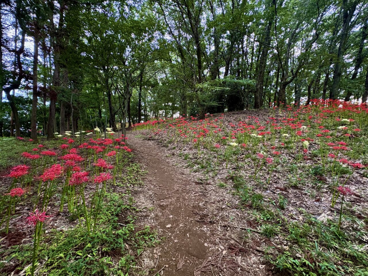 2026年9月21日境御嶽山自然の森公園順路