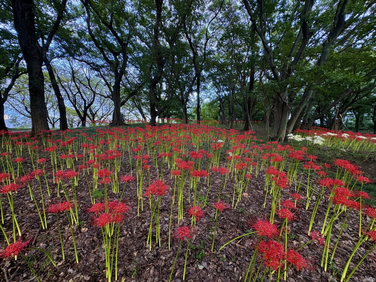 2026年9月21日境御嶽山自然の森公園ヒガンバナ2