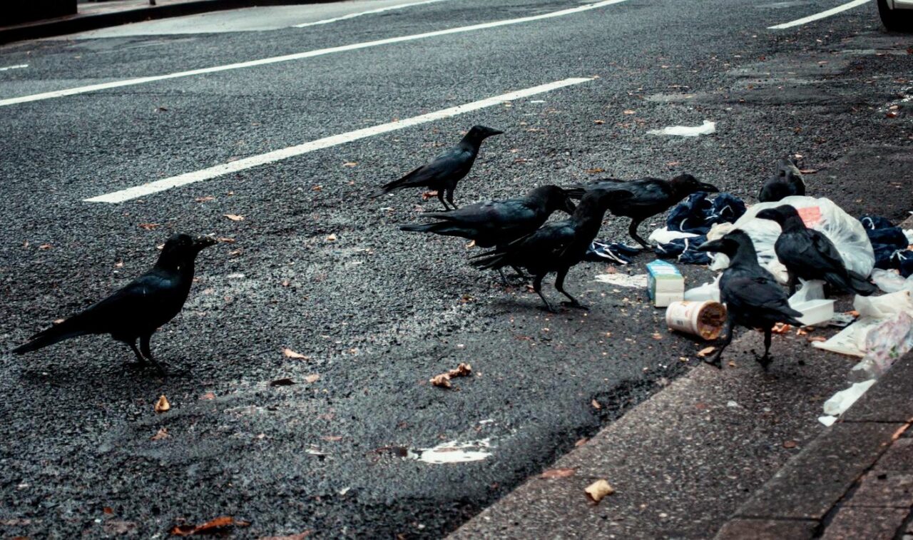 2026年9月30日ごみ置き場のカラスイメージ
