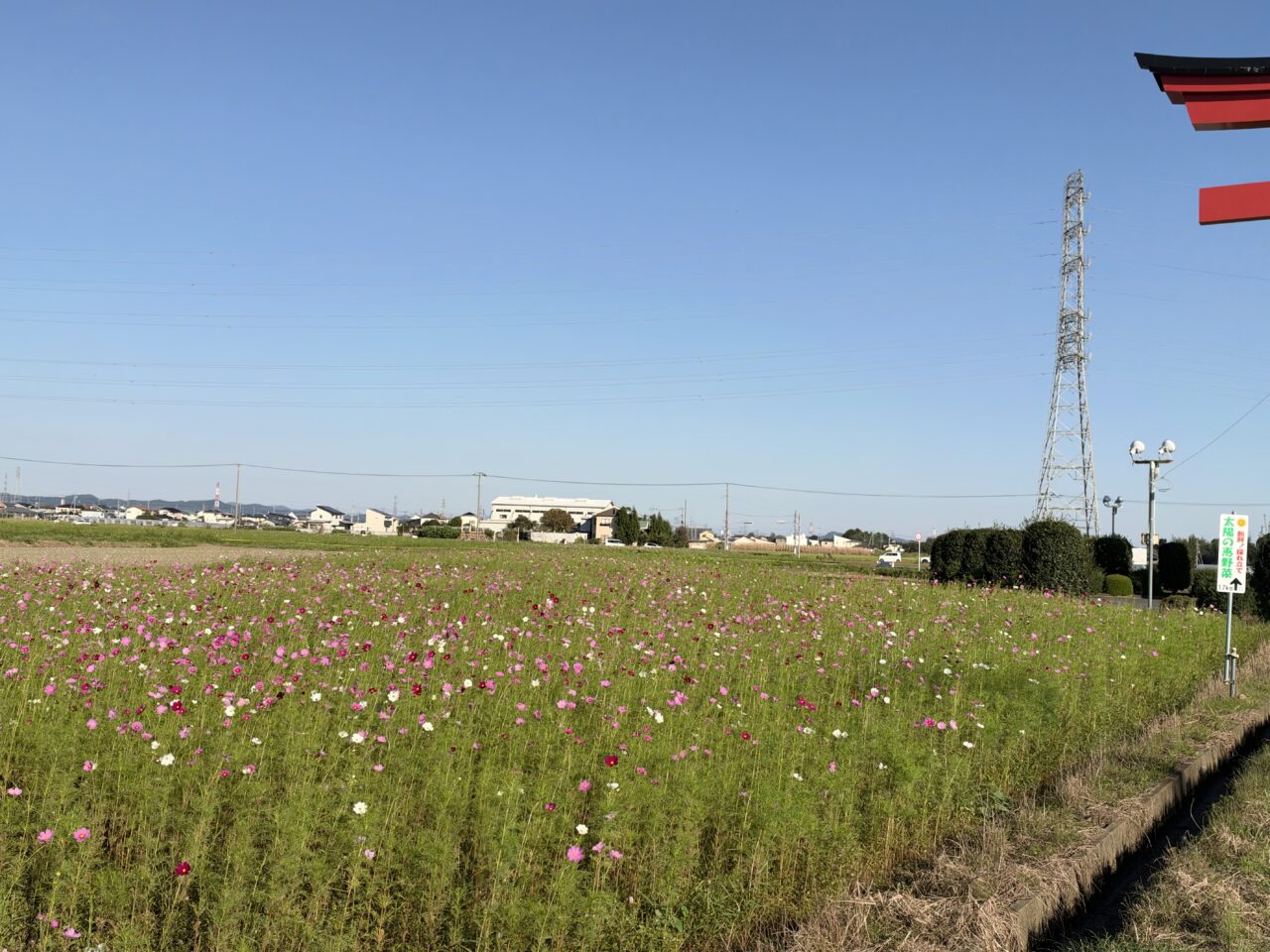 2026年10月8日小泉稲荷神社大鳥居コスモス畑2