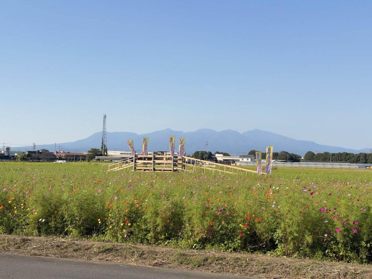 2026年10月8日彩りコスモス広場2