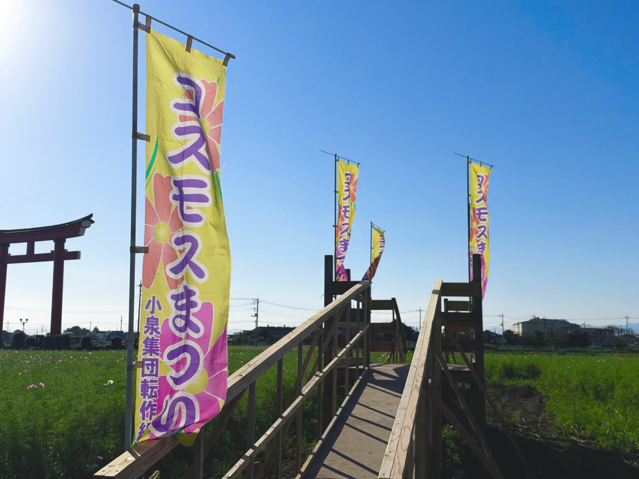 2026年10月8日彩りコスモス広場1