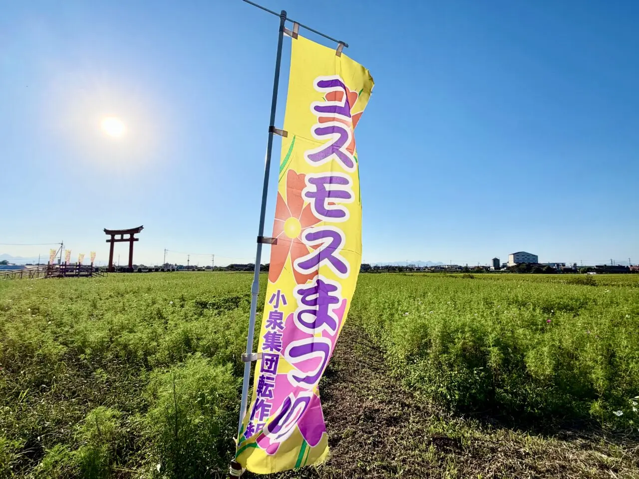 2026年10月8日小泉コスモスまつりのぼり旗